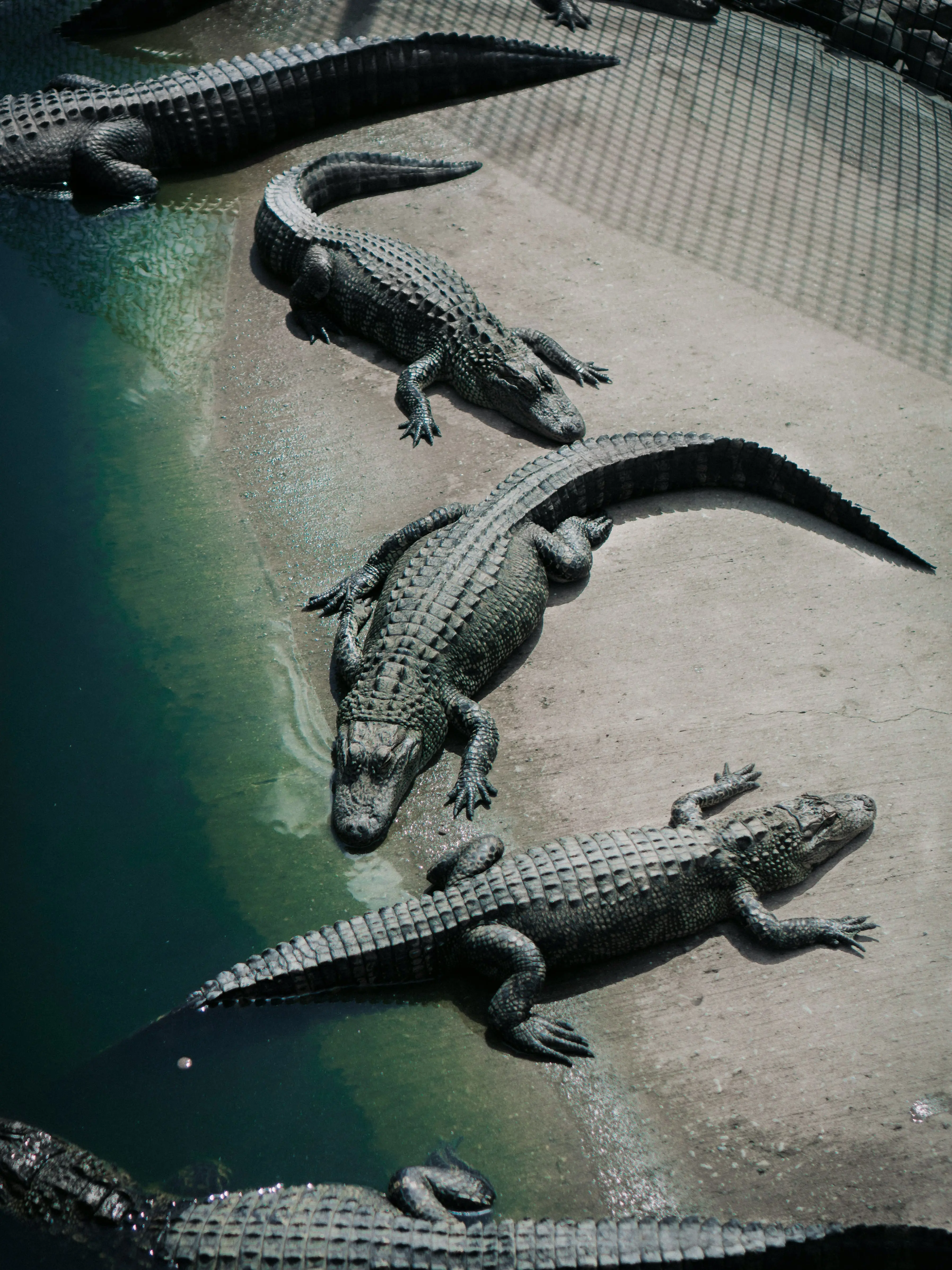 Crocodile