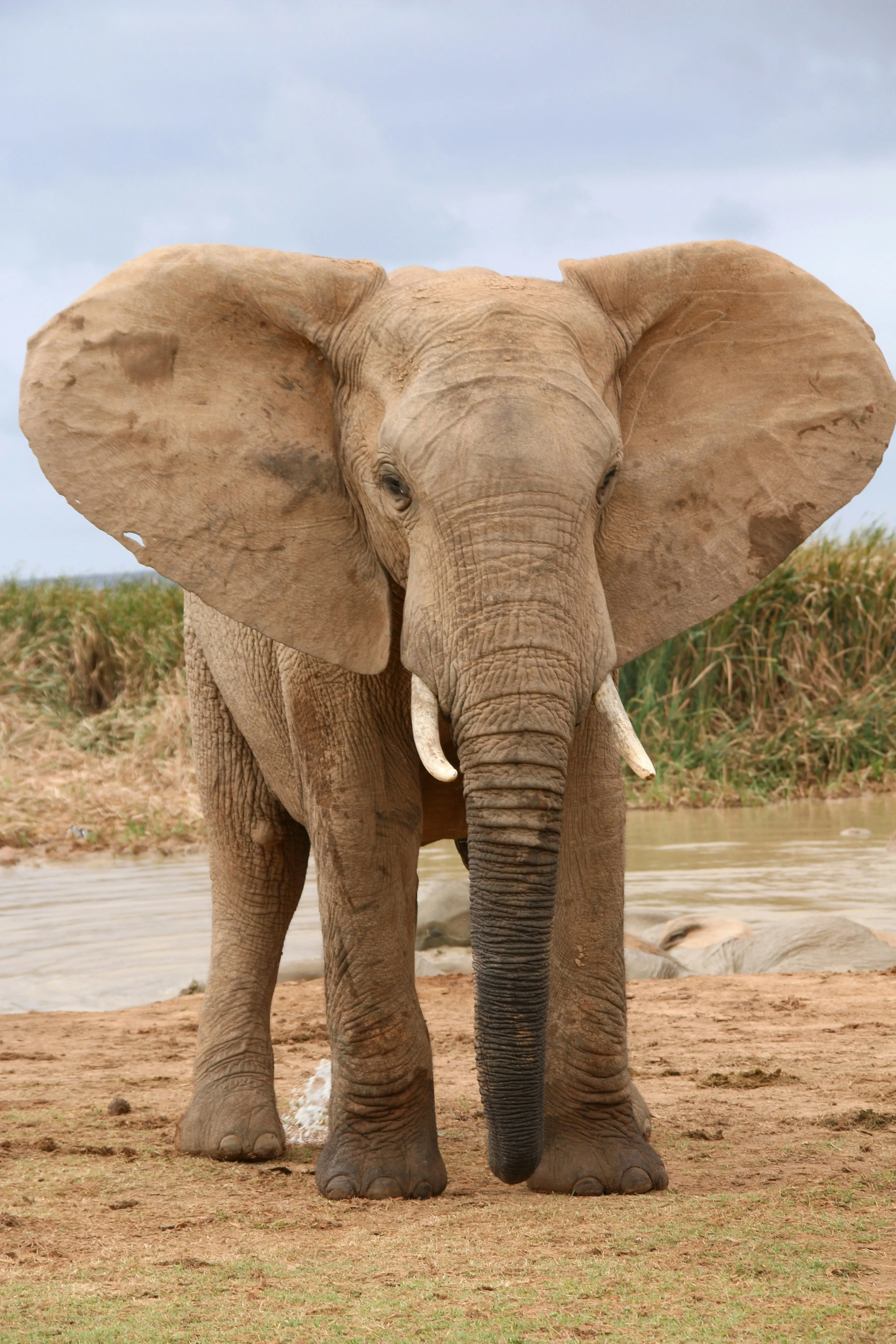 Éléphant