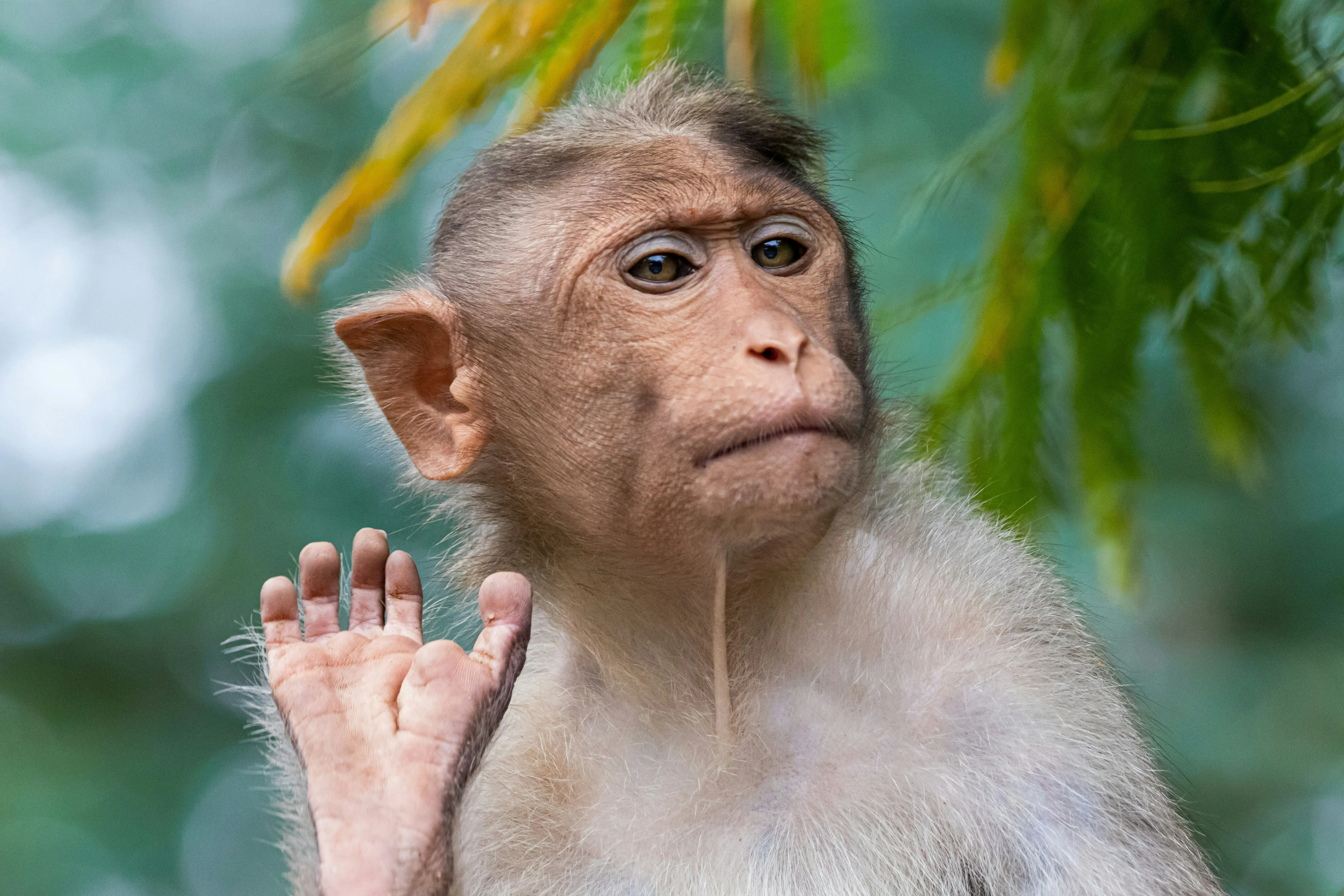 Singe