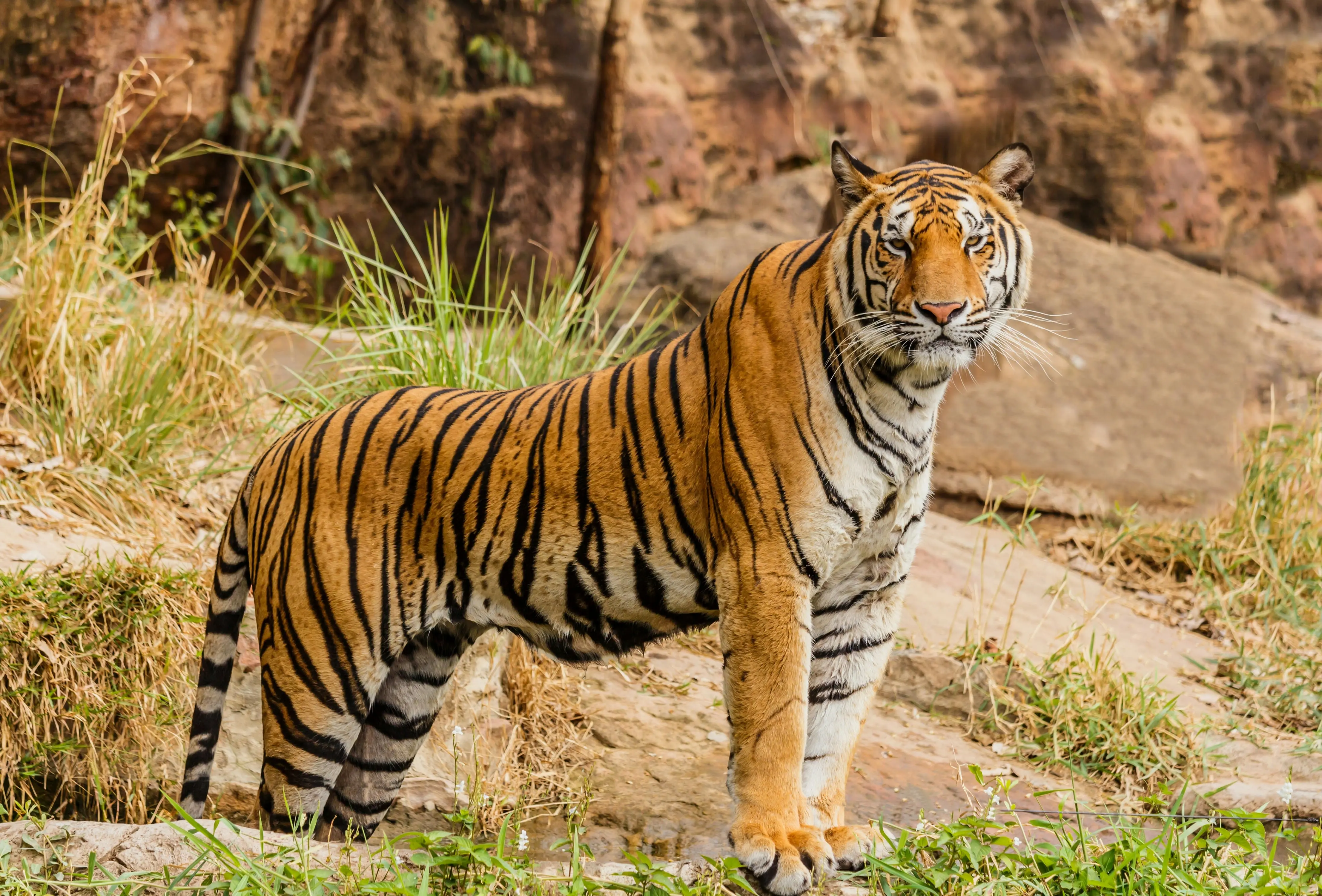 Tigre