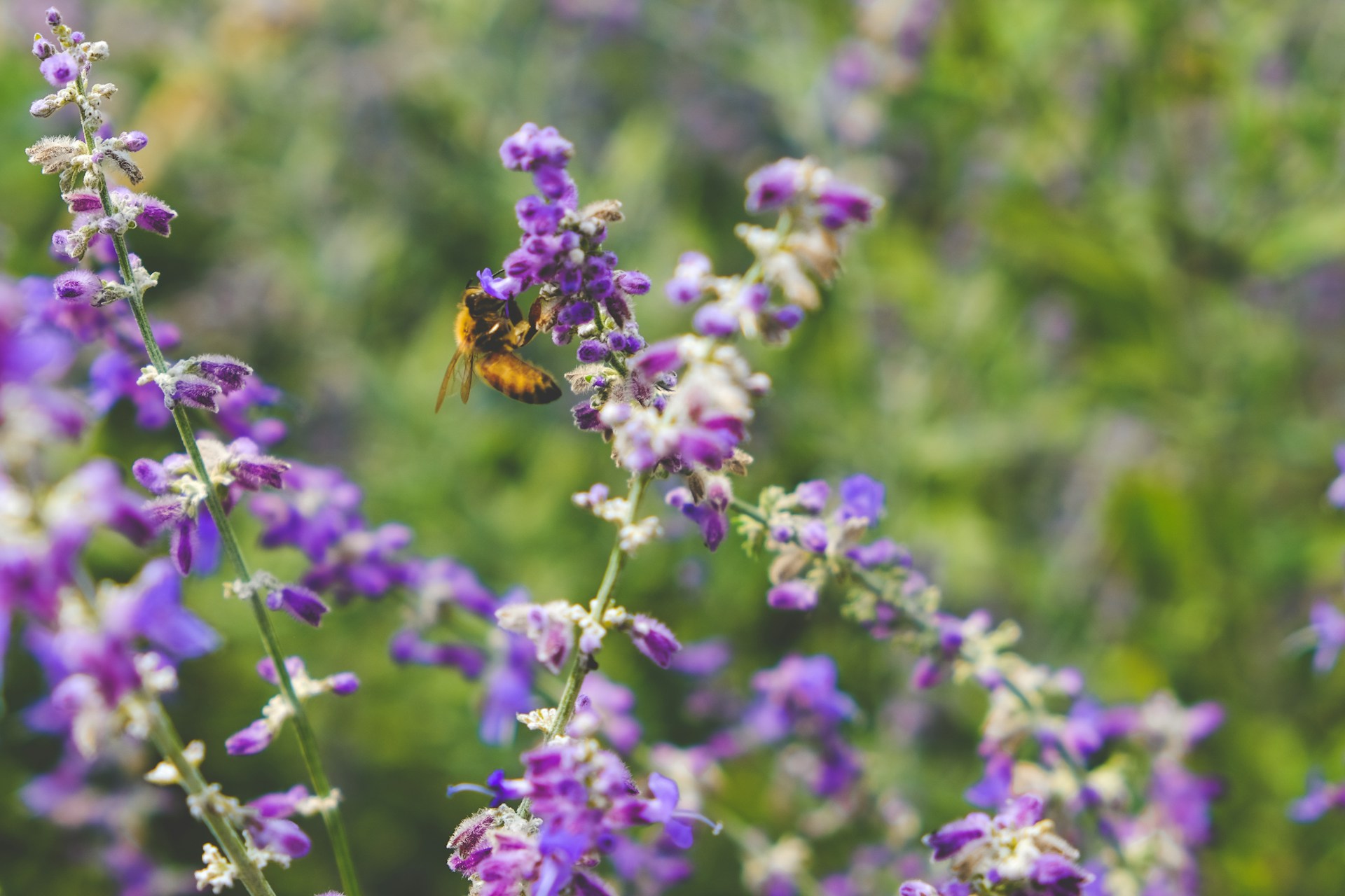 Conservation de la biodiversité