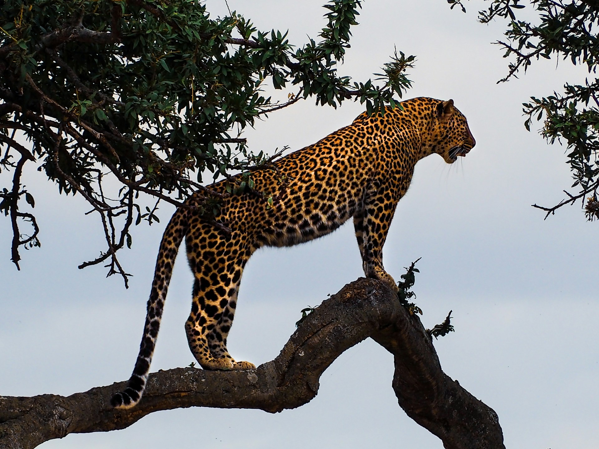 Image of Billy - Jaguar