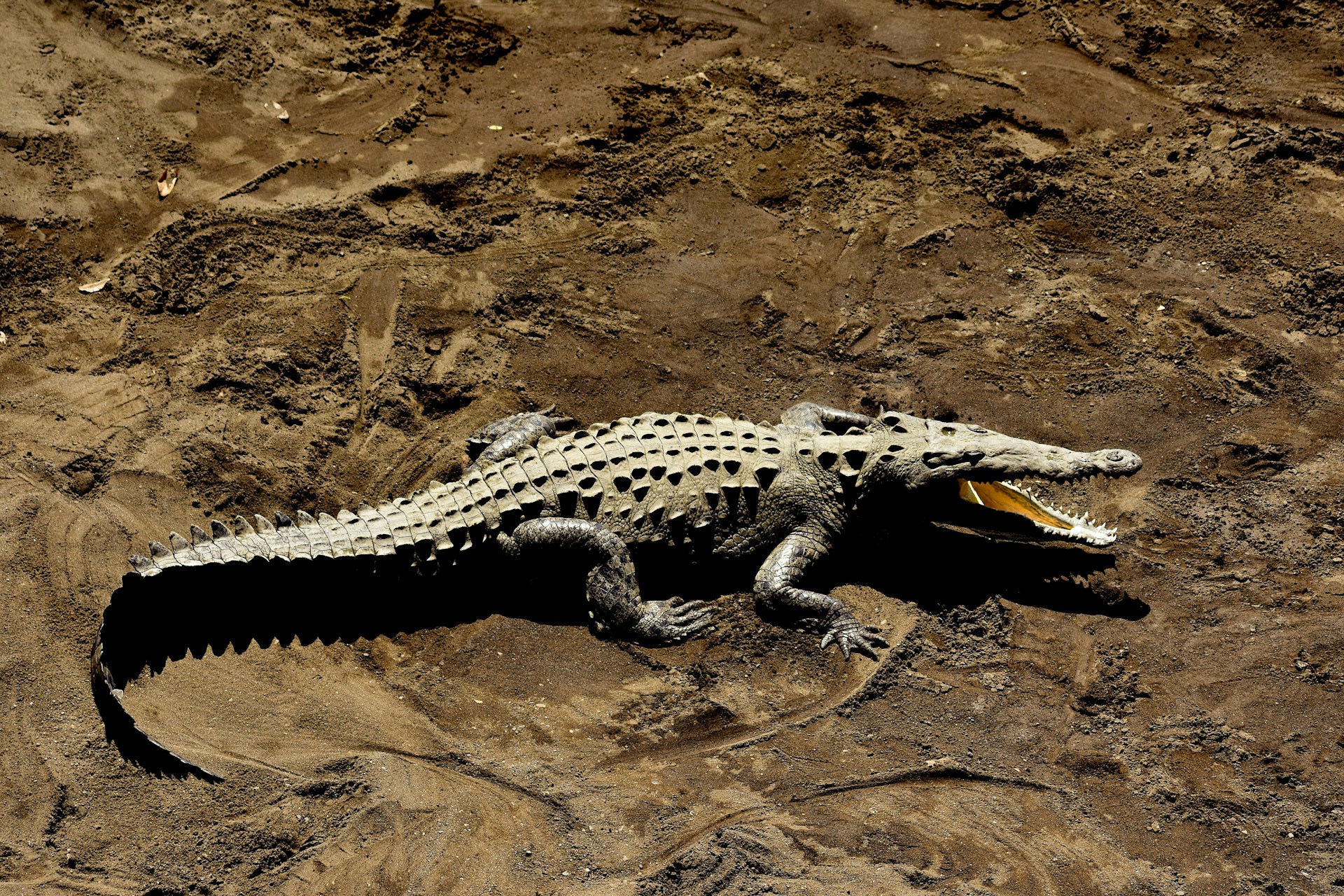 Image of Ellie - Aligator 