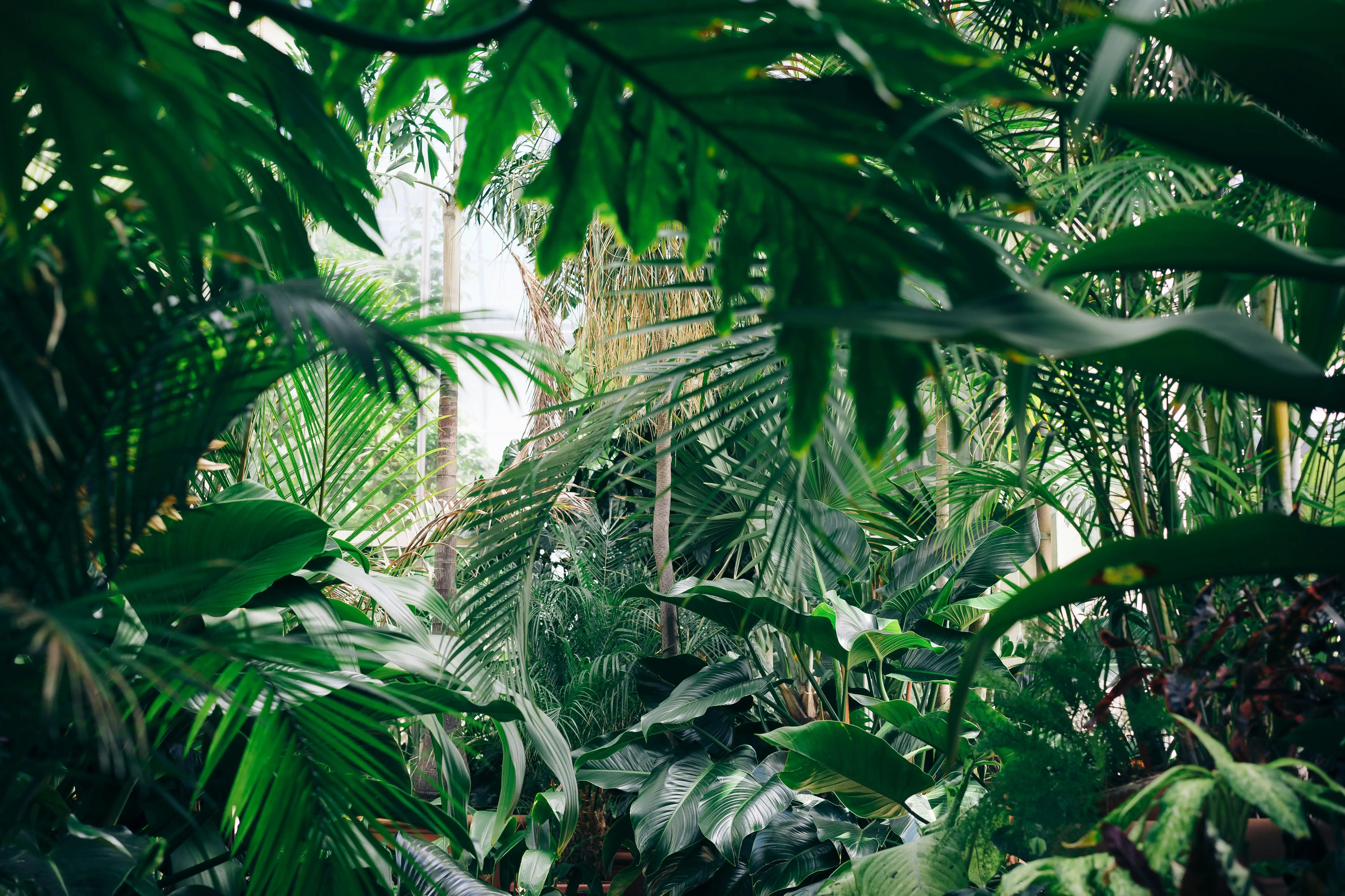 Habitat de Jungle