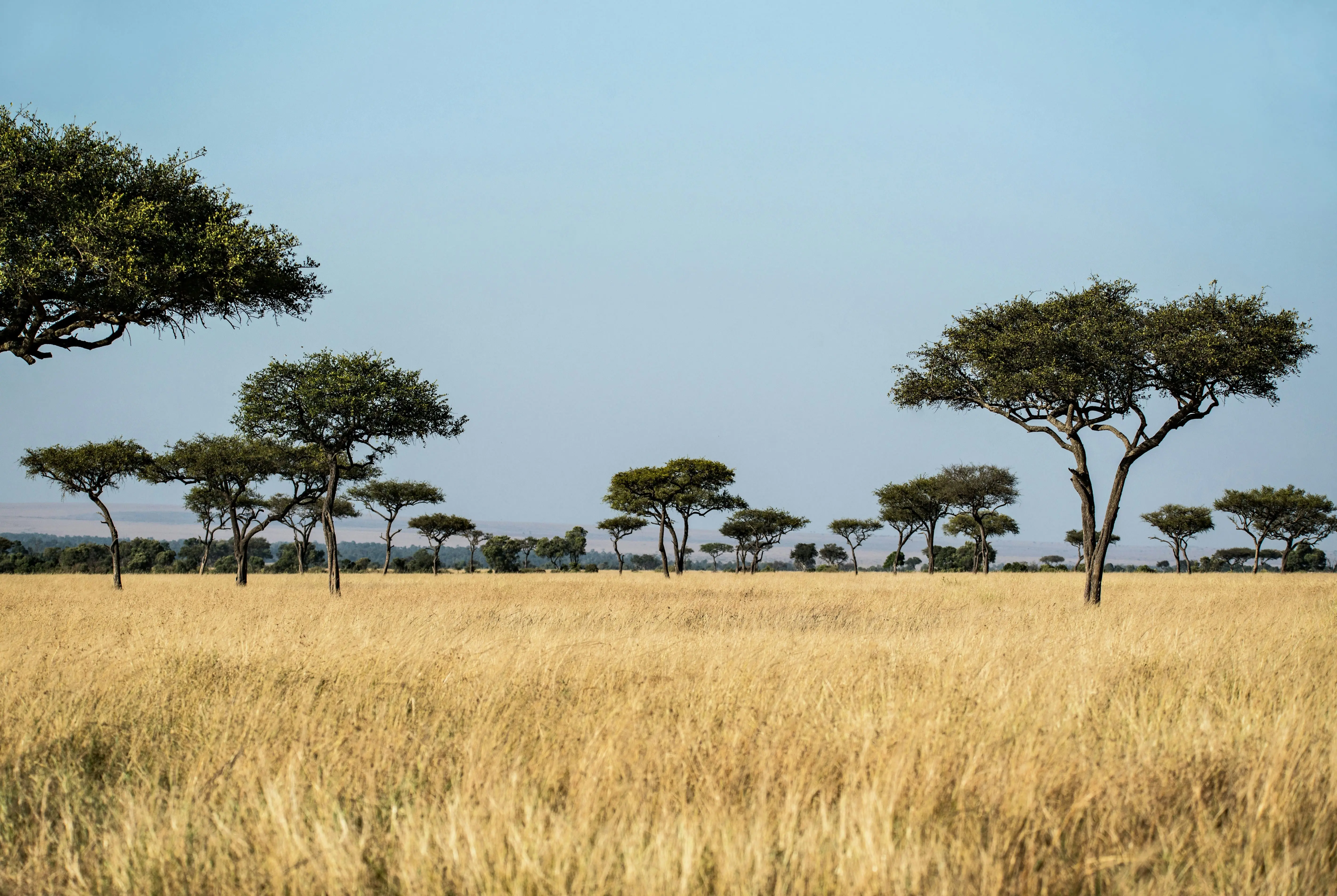 Habitat de Savane