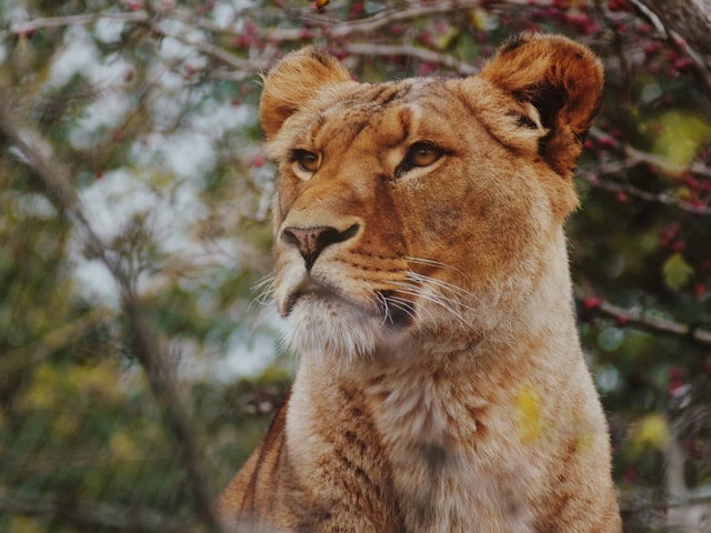 Image of Fanfan